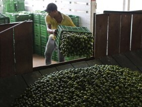 墨西哥派遣660名士兵和国民警卫队保护遭受卡特尔勒索的酸橙种植者